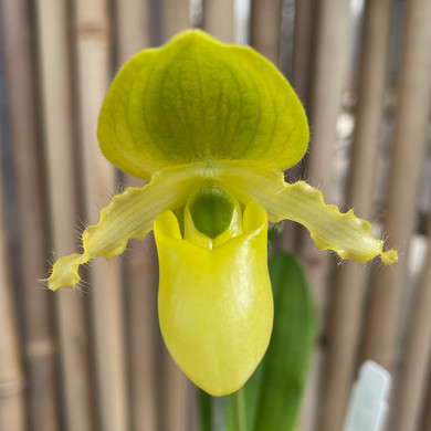 Paph. primulinum 'In-Charm' x sib