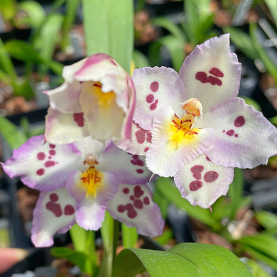 Buy Live Orchids Online | Akatsuka Orchid Gardens - Page 2