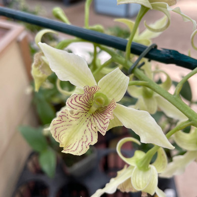 Den. Mini Snowflake x Joyce Kelly