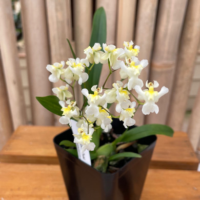 Oncidium Gold Dust