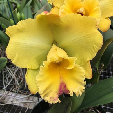 Rlc. Takeshi Akatsuka 'Volcano Sunshine' (Plant Only)