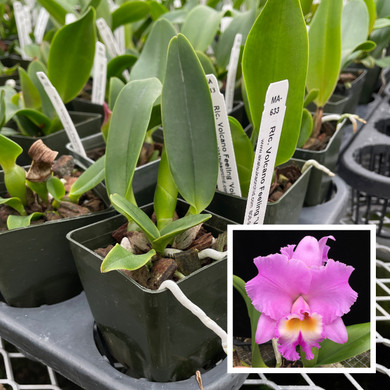Orchid (Brassacathron Aka's Aloha 'Dream Dust') 