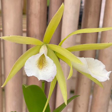 Procatavola Key Lime Stars (4" Pot)