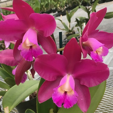 C. Volcano Pride 'Angel' (Plant Only - Limited)