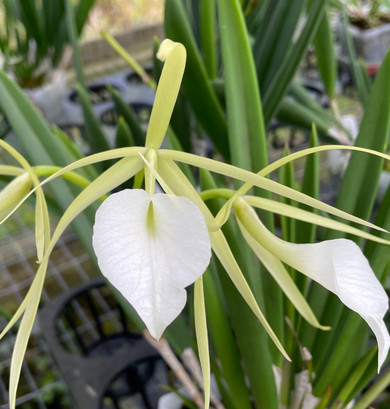 Brassavola nodosa x sib (Plant Only)