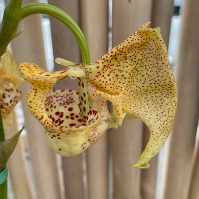 Coryanthes elegantium 'Naranja' x self