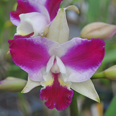 Lc. Purple Cascade 'Volcano Queen' FLASK (Cattleya Clone)