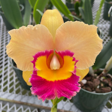 Rlc. Stitch Labs 'Volcano Sunset' (First Bloom)