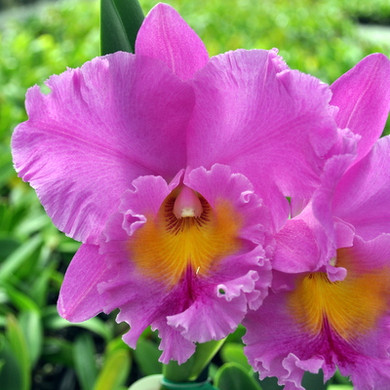 Buy Live Orchids Online | Akatsuka Orchid Gardens - Page 6