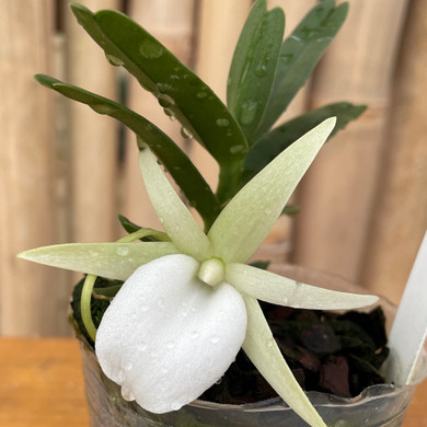 Angraecum didieri x sib
