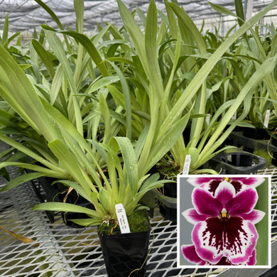 Miltoniopsis Hajime Ono 'Standing Tall' (Plant Only)