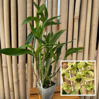 Dendrobium Joyce Kelly (Plant Only)