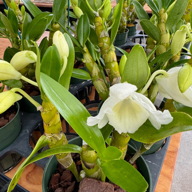 Dendrobium Spring Snow (5.5" pot)