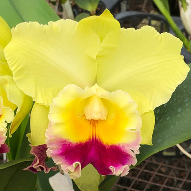 Rlc. Charlene Sau Yee Liu 'Volcano Prince' (Starter-2.75" Pot)