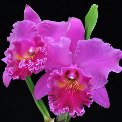 Rlc. Mitsuo Akatsuka 'Volcano Queen' (Single Bud)