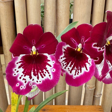 Mltnps. Lennart Karl Gottling 'Red Rim' (First Bloom)