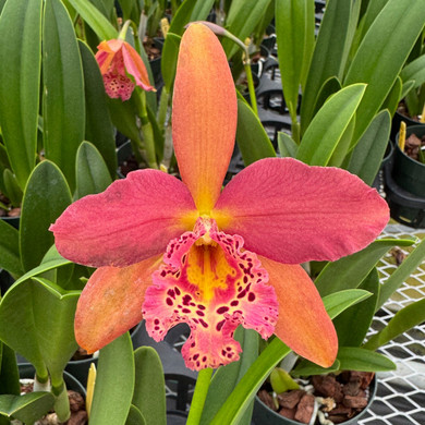 Rby. Copper Queen 'H&R' (5" Pot ) - Not Blooming