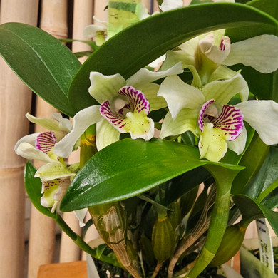 Example of seedling bloom variation.