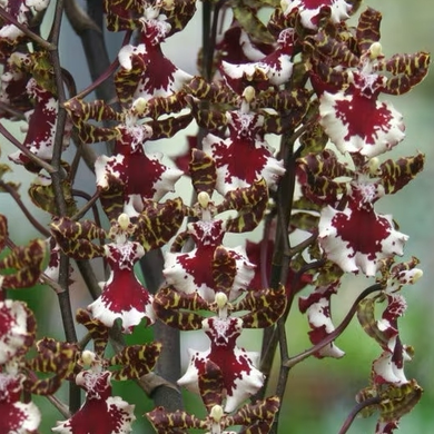 Ons. Everglades Elegance 'Nancy Lee' (4"Pot)
