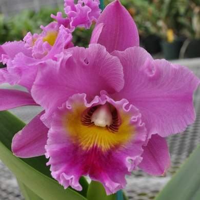 Buy Live Orchids Online | Akatsuka Orchid Gardens - Page 2