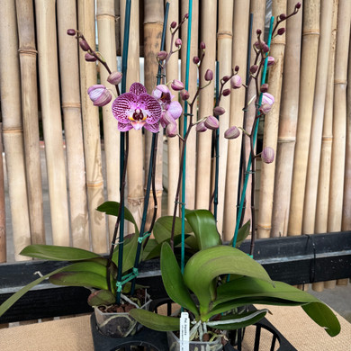 Phal. Impulsive (Single Spike)