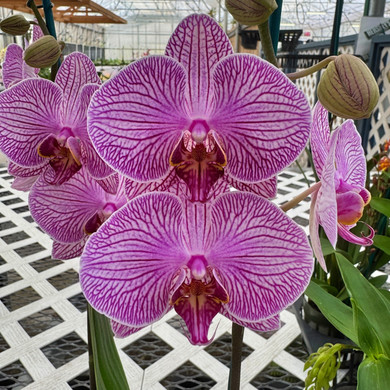 Phal. Good Reason (Double Spike)
