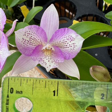 This variety will showcase flowers of a pink and white coloration with dainty speckling.