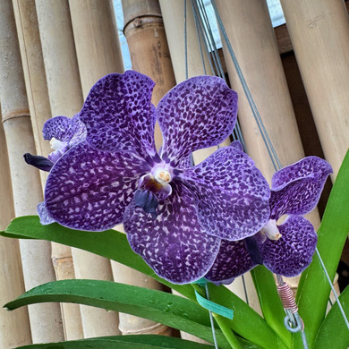 Vanda Somsri Blue Classic x Fahmui (Hanging Basket) - Buds