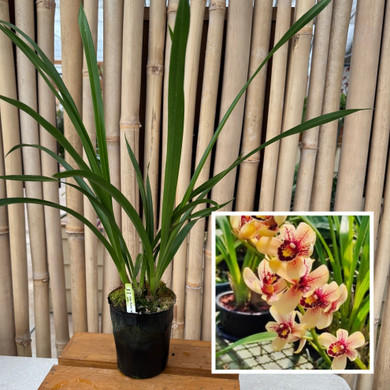 Cymbidium Prakai-Dao 'Orion' (4" Pot) - Not Blooming