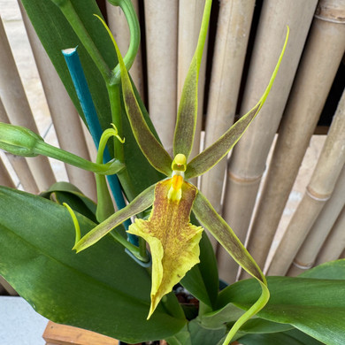 Bcd. Tower of Rex 'Mr. Green Jeans' (5" Pot) - Buds