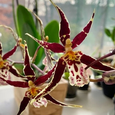 Wild Orchid［カセット］ 中古】【非常に良い】Wild Orchid［カセット］ 楽天市場】Wild