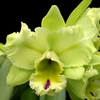 Rlc. Magic Meadow 'Napoleon' (5.5" Pot) -Not Blooming