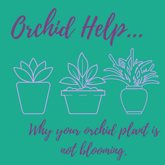 Orchid Help: 3 Reasons Why Your Orchid Plant Isn't Blooming