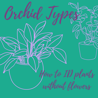 Types of Orchids: How to ID Orchid Plants (without flowers)