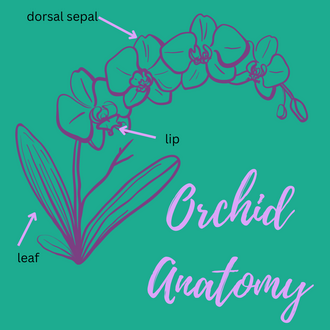 Orchid Anatomy: Plant Parts and Terminology