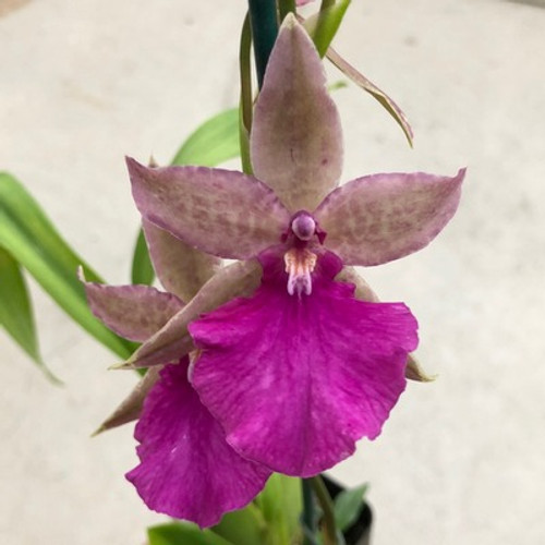 Odnta. Pacific Paranoia 'Otherside of Cool'