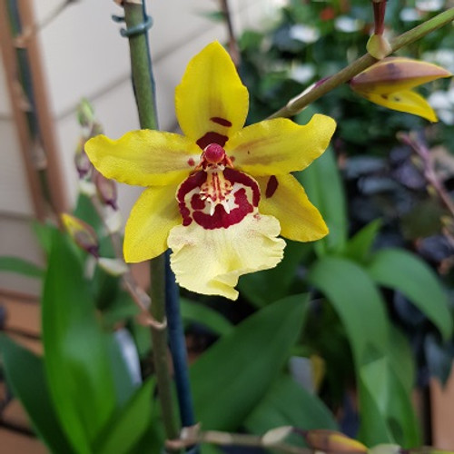 Odcdm. Wildcat 'Yellow King' (Double Spike!)