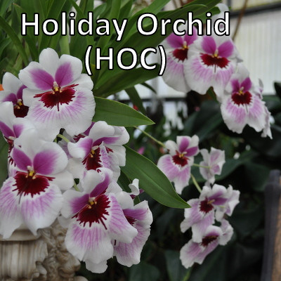 Specialty Orchids Exclusive Orchid Clubs Akatsuka Orchid Gardens