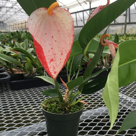 Speckled Pigtail Anthurium Plant (4" Pot) - RARE