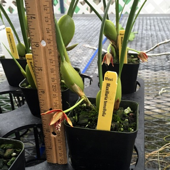 Maxillaria tenuifolia (First Bloom)