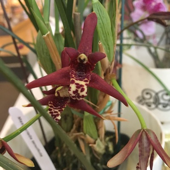 Maxillaria tenuifolia (First Bloom)