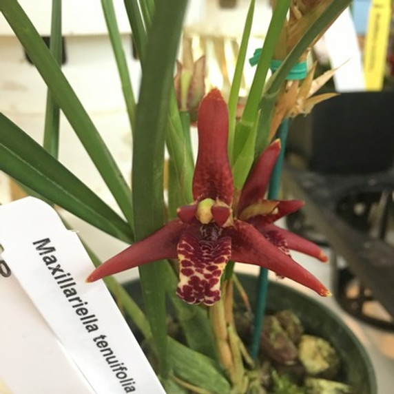 Maxillaria tenuifolia (First Bloom)