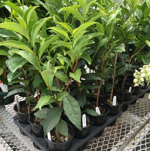 Tea Plant (Camellia sinensis)- 4" Pot