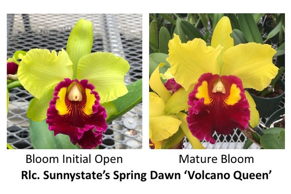 Rlc. Sunnystate's Spring Dawn 'Volcano Queen' (Color Evolves)..
