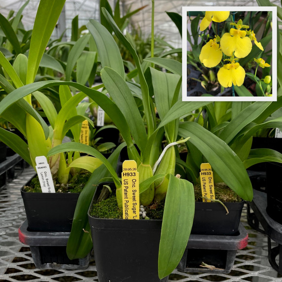 Onc. Sweet Sugar (4" Pot) - Not Blooming Onc. Sweet Sugar (4" Pot) - Not Blooming