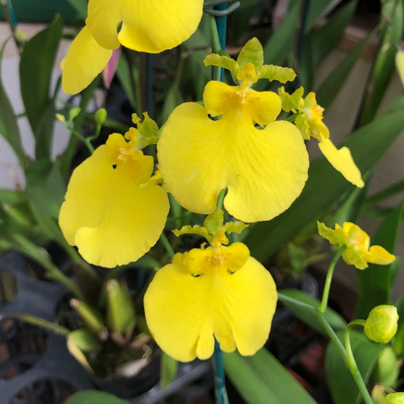 Onc. Sweet Sugar (4" Pot) - Not Blooming Onc. Sweet Sugar (4" Pot) - Not Blooming