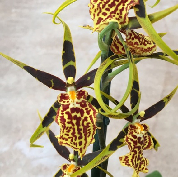 Bcd. Gilded Tower 'Mystic Maze' (Plant Only)