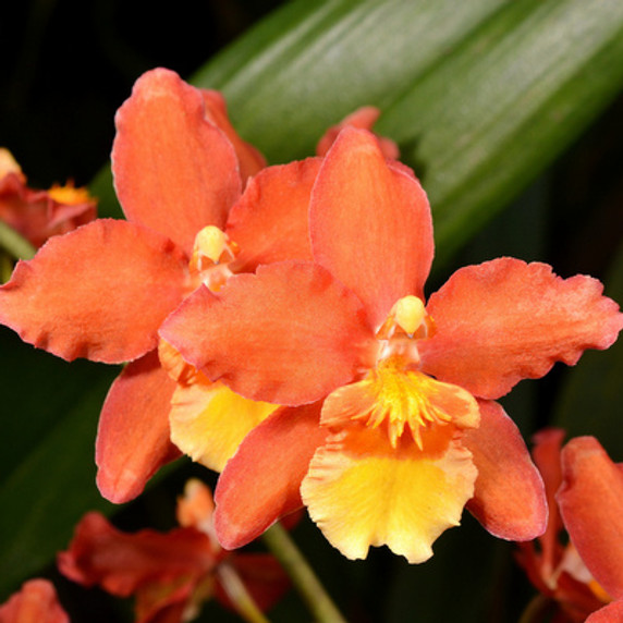 Wils. Firecat 'Jamaica Nice' - Akatsuka Orchid Gardens