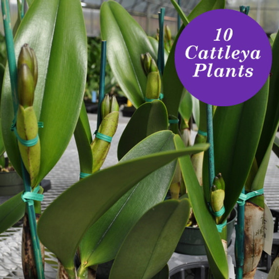 Assorted Mature BUDDED Cattleya (10 Plants)