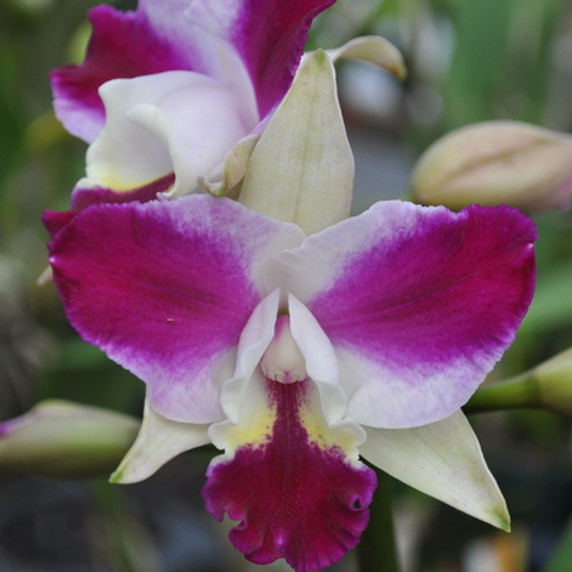 C. Purple Cascade 'Volcano Queen'